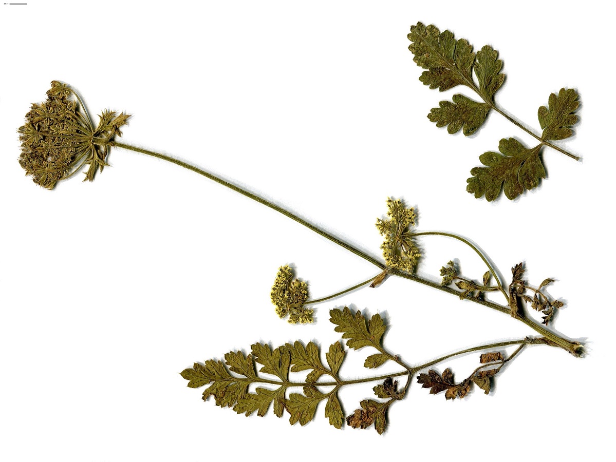 Daucus carota subsp. gummifer var. gummifer (Apiaceae)